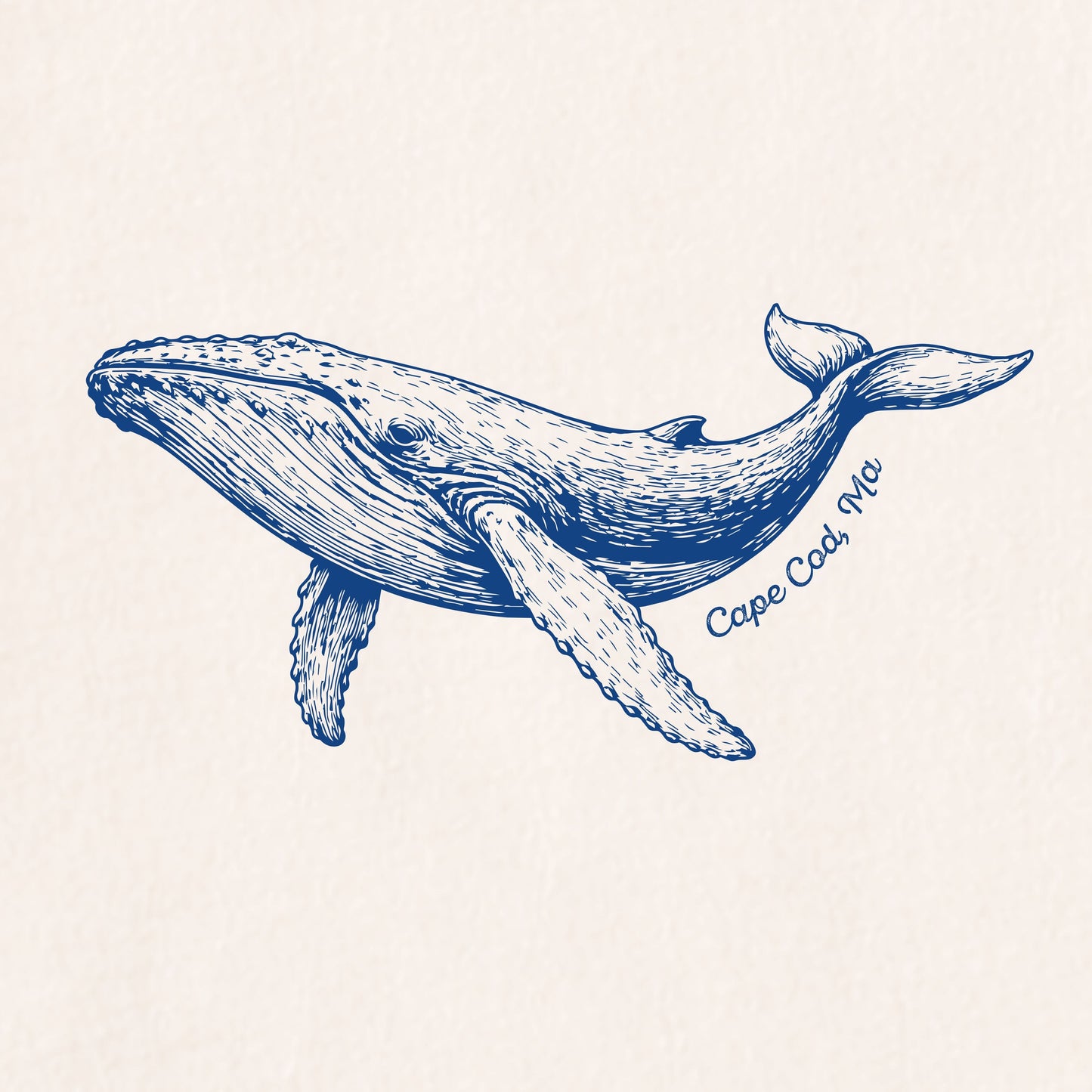 Whale, Cape Cod, MA - Kids